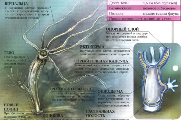 Актуальное зеркало kraken